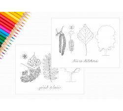 STROMY - OMALOVÁNKY PDF