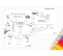 LESNÍ HOUBY 2 - OMALOVÁNKY PDF