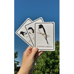 PTÁČCI PĚVCI výukové karty s plakátkem