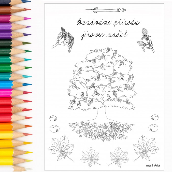 KAŠTAN / JÍROVEC MAĎAL - POZNÁVÁME PŘÍRODU PDF