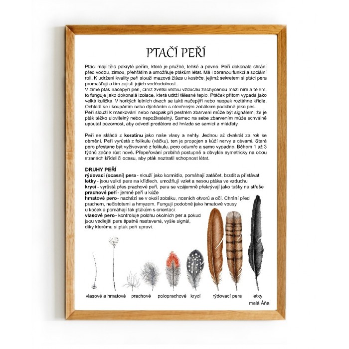 PTÁCI peří