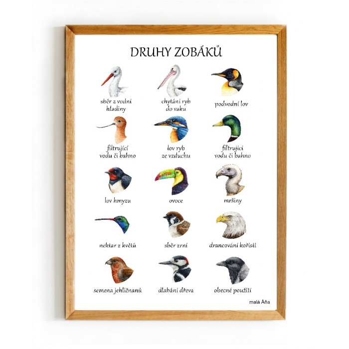 PTÁCI druhy zobáků