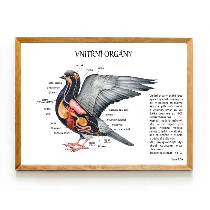 PTÁCI anatomie - vnitřní orgány