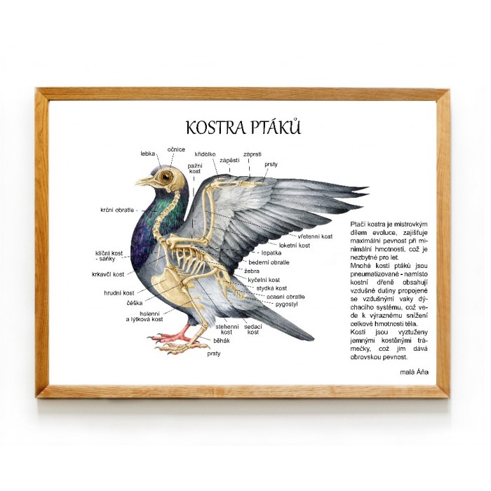 PTÁCI anatomie - kostra