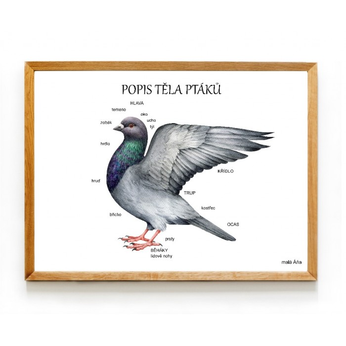PTÁCI anatomie - popis těla