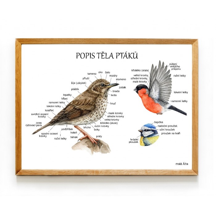 PTÁCI anatomie - popis těla 2