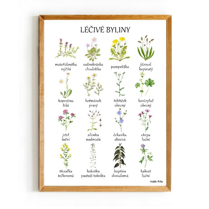 léčivé byliny