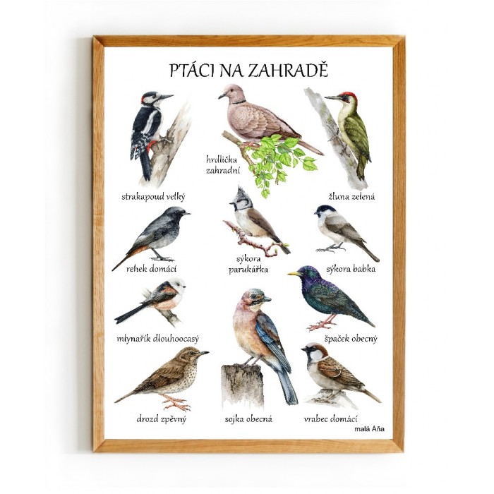ptáci na zahradě