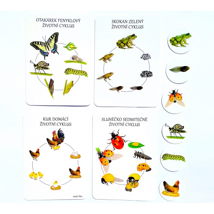 vývojové cykly - motýl, žába, slunéčko a kur