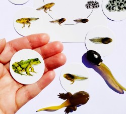 vývojové cykly - motýl, žába, slunéčko a kur