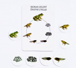 vývojové cykly - motýl, žába, slunéčko a kur