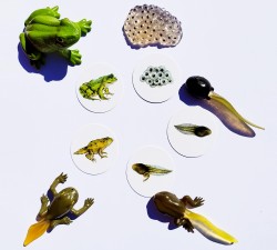 vývojové cykly - motýl, žába, slunéčko a kur