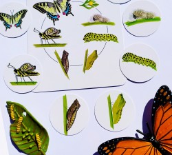 vývojové cykly - motýl, žába, slunéčko a kur