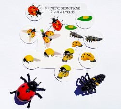 vývojové cykly - motýl, žába, slunéčko a kur