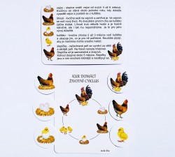 vývojové cykly - motýl, žába, slunéčko a kur