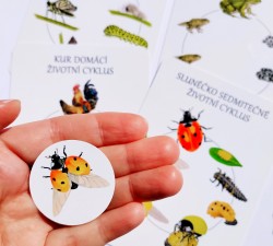 vývojové cykly - motýl, žába, slunéčko a kur