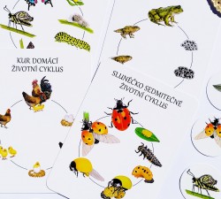 vývojové cykly - motýl, žába, slunéčko a kur