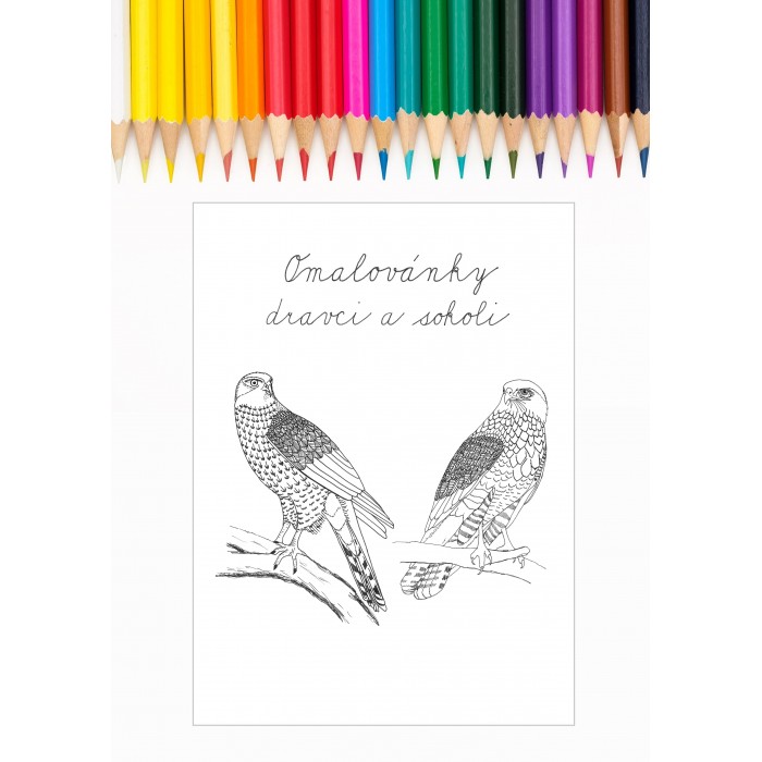 PTÁČCI DRAVCI - OMALOVÁNKY PDF