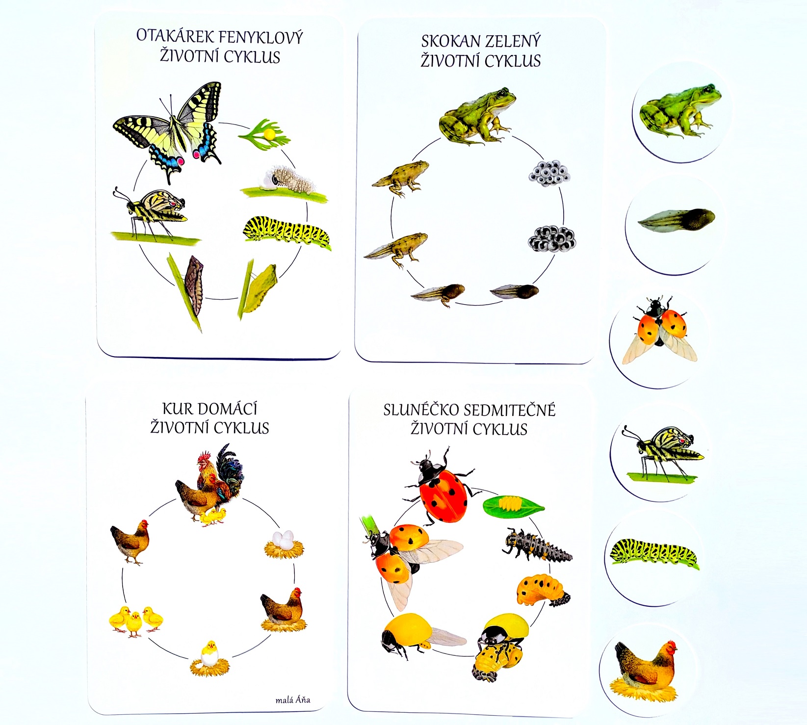 výukové karty ROSTLINY 3.jpg