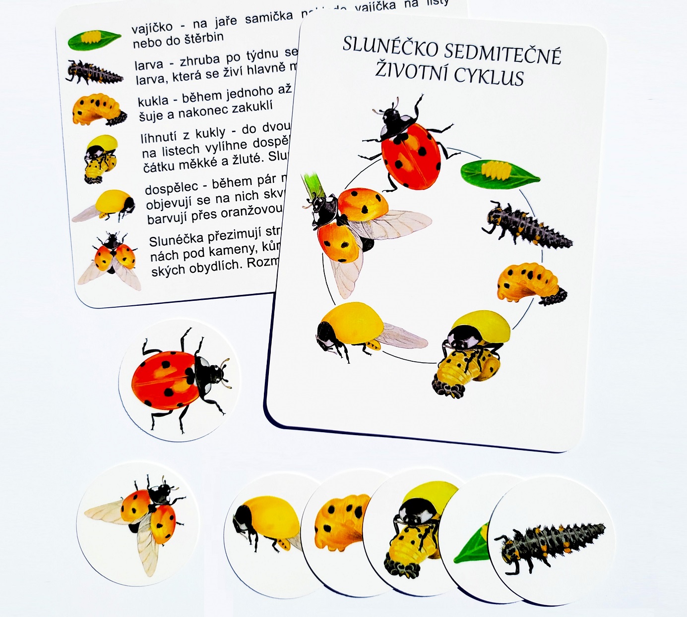 výukové karty ROSTLINY 4.jpg